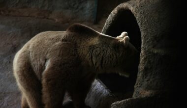 Guardians News and Notes: Hibernation Mode Activate