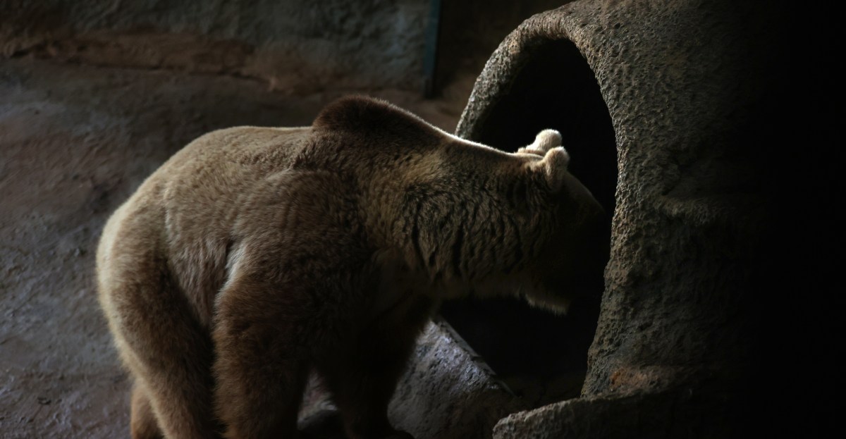 Guardians News and Notes: Hibernation Mode Activate