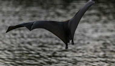 Guardians News and Notes: Paul Hoynes Thinks the Guardians Will Add One Hitter