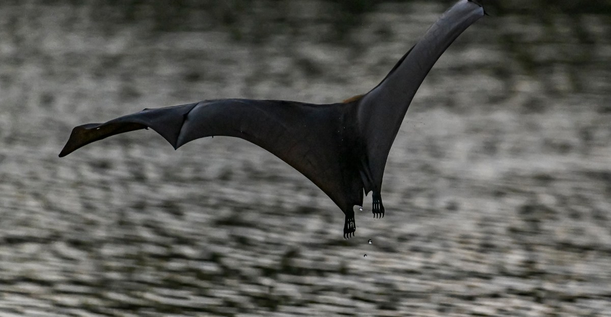 Guardians News and Notes: Paul Hoynes Thinks the Guardians Will Add One Hitter