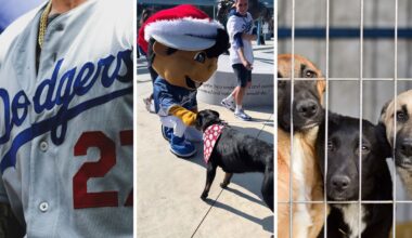 dodgers logo (l) mascot playing with dog (c) shelter dogs (r)