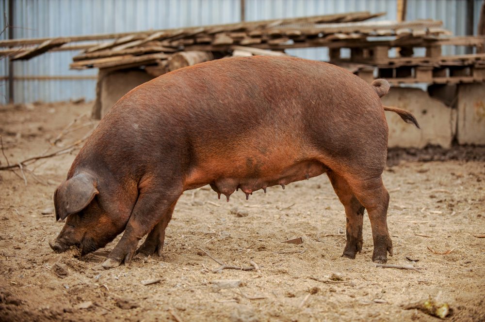 Six Individuals Appointed to NPB Board of Directors