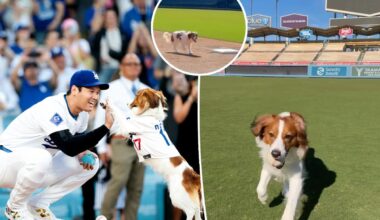 Shohei Ohtani has play date with dog Decoy at Dodger Stadium