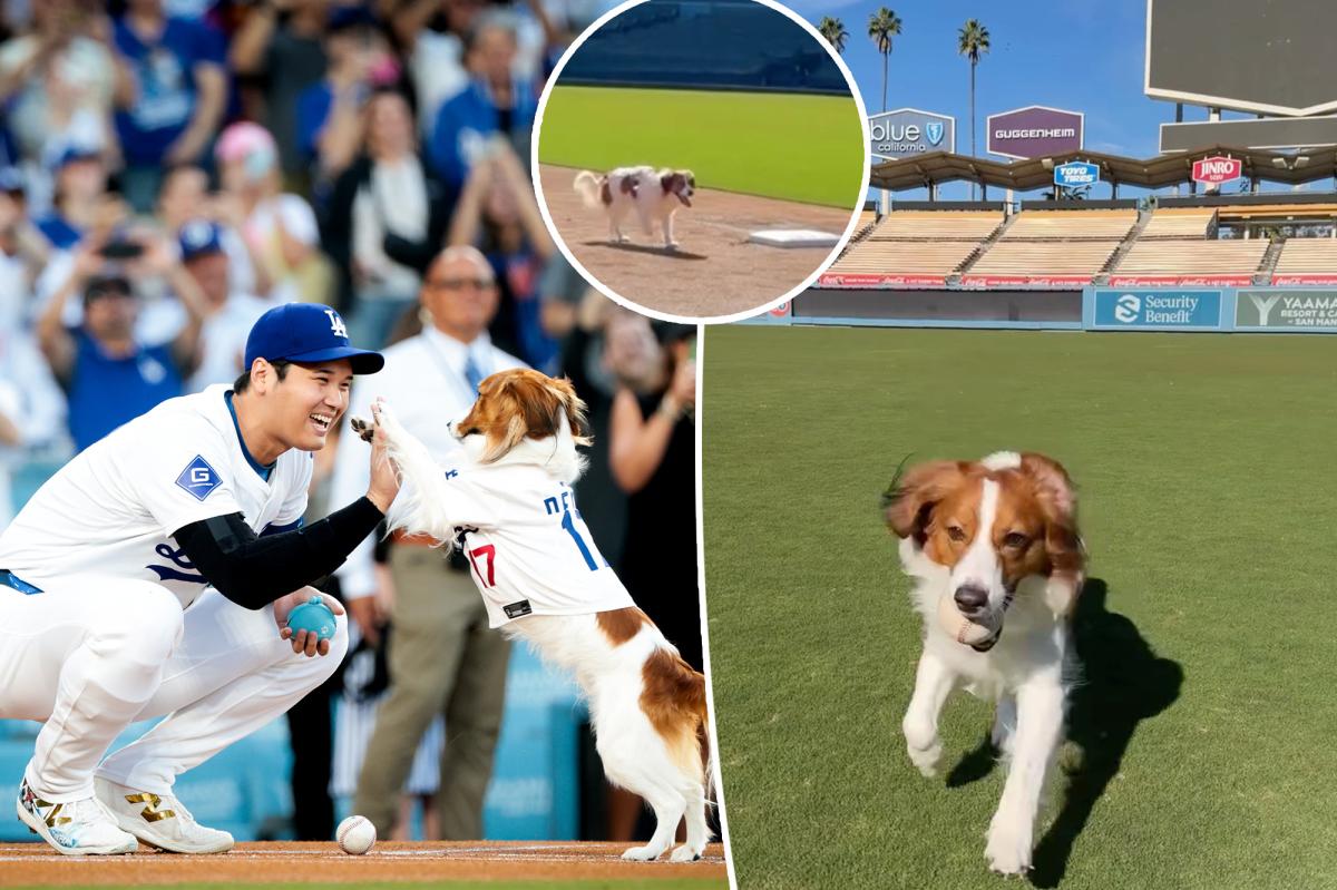 Shohei Ohtani has play date with dog Decoy at Dodger Stadium