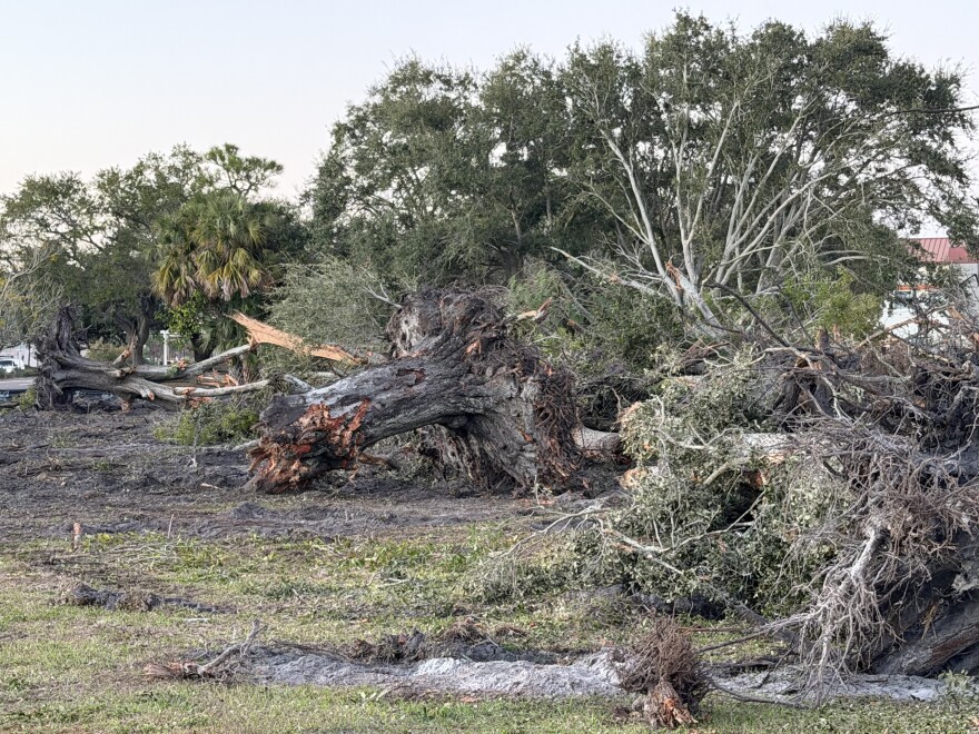 Tree trunks torn in half lie on the ground, next to full green tree tops