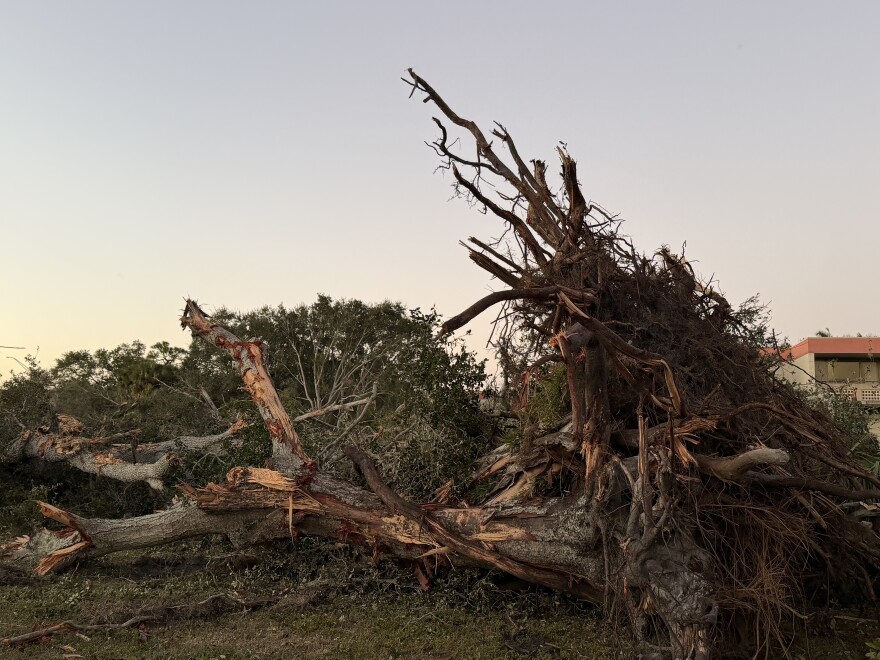 Tree roots extend into the air by ripped branches