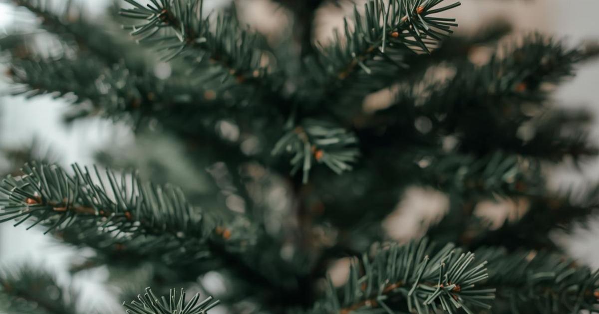 Bandits Baseball Christmas tree pickup fundraiser | Sisters News