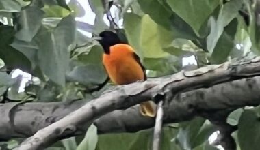 Design a delectable diet for Baltimore Orioles