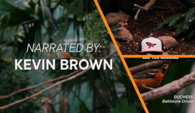 Ravens blues give way to Orioles cheer thanks to Kevin Brown