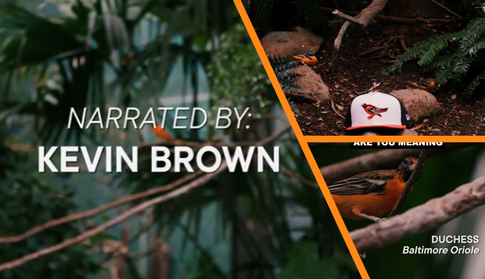 Ravens blues give way to Orioles cheer thanks to Kevin Brown