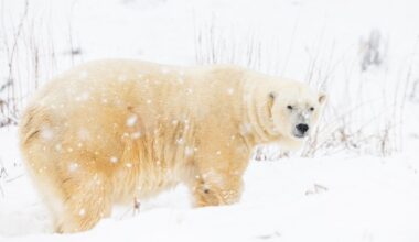 Orioles news: Guessing about Pete Alonso’s “New Oriole Way”