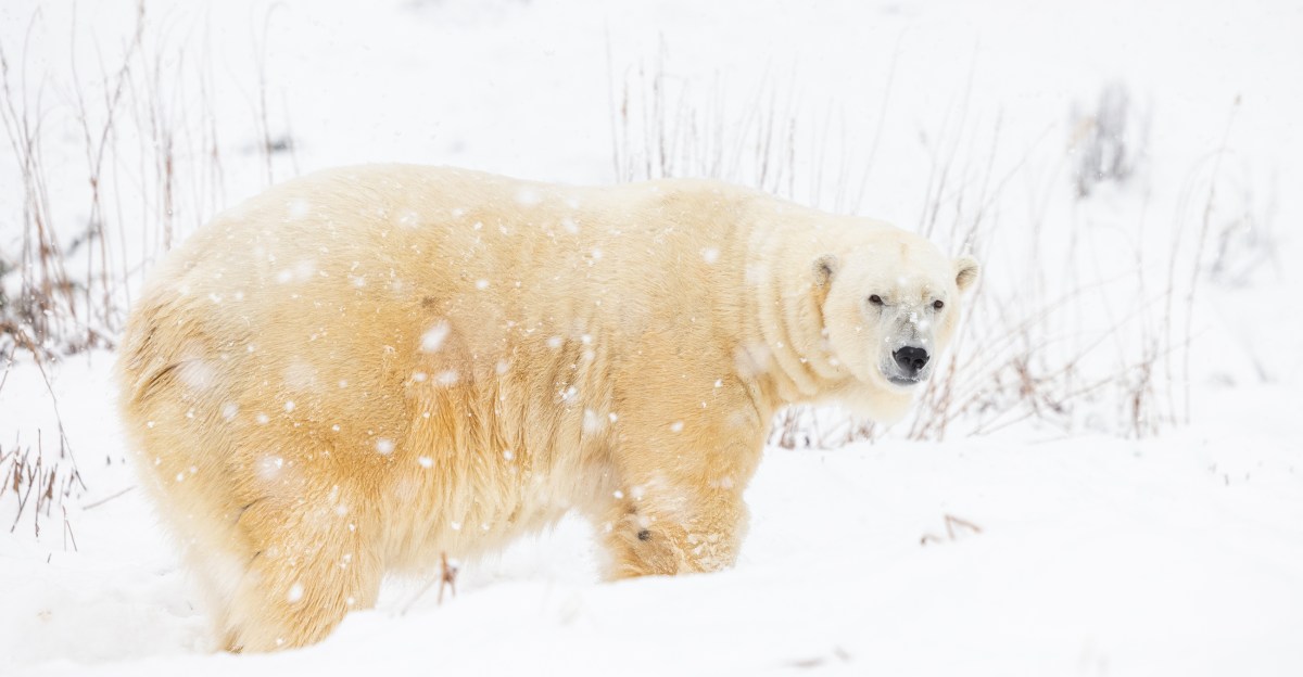 Orioles news: Guessing about Pete Alonso’s “New Oriole Way”