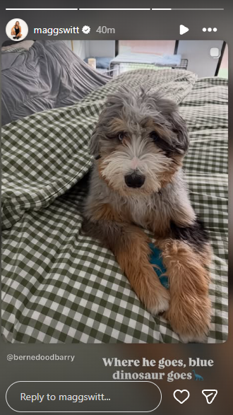 (Image via: Maggie Witt's IG Story) Maggie Witt's pet dog