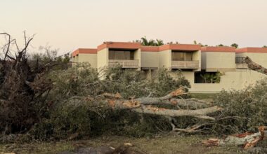 New College cuts down live oaks on airport land. For what?