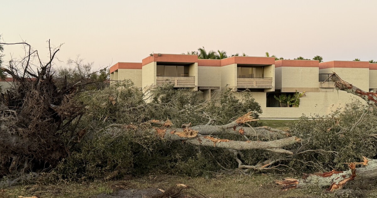 New College cuts down live oaks on airport land. For what?
