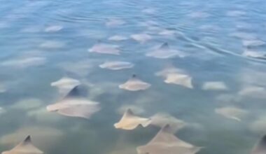 VIDEO: 'Fever' of cownose rays gathers in Old Tampa Bay