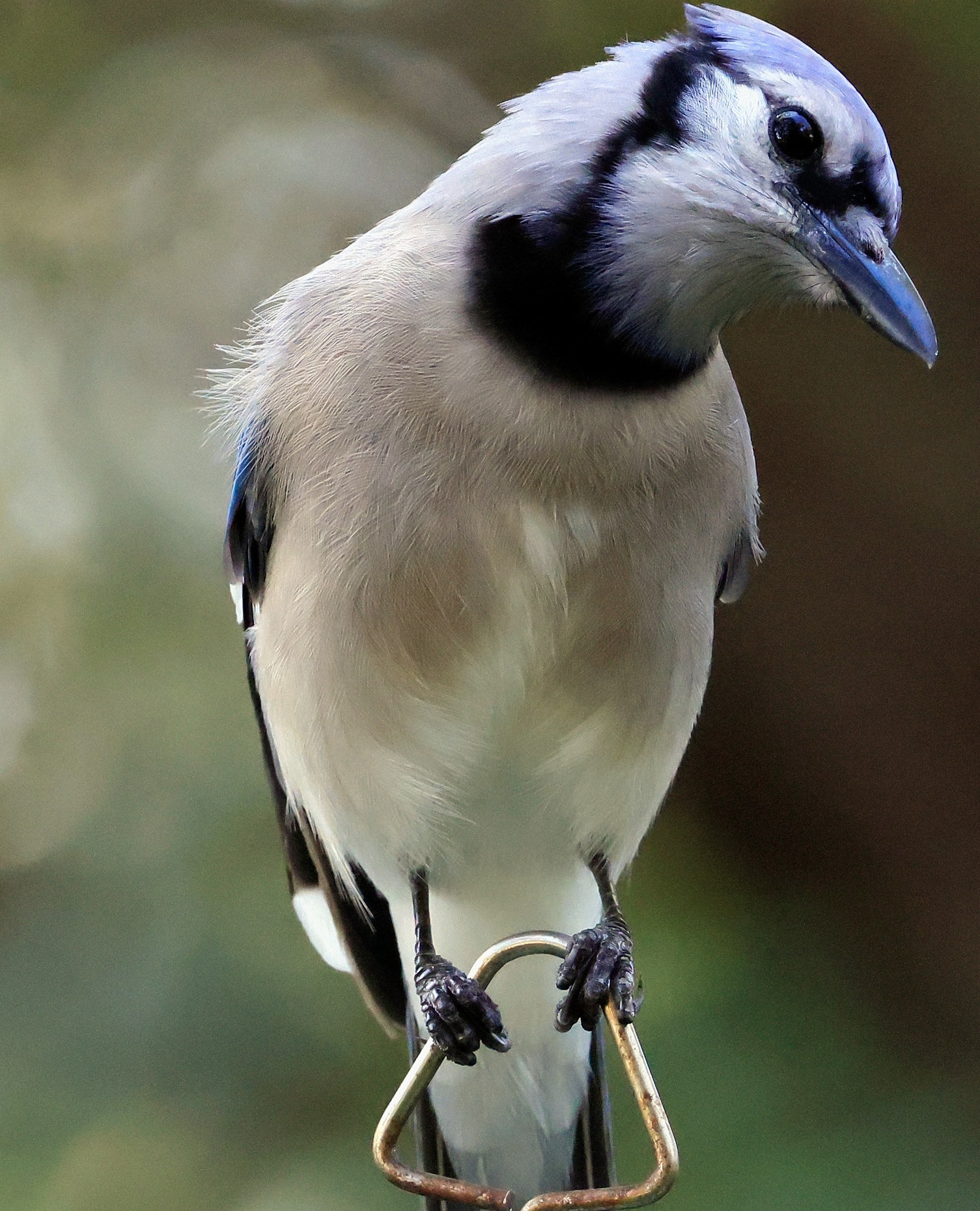Florida Blue Jay