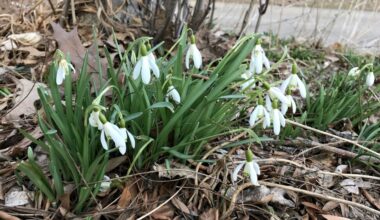Arizona Diamondbacks: February confidence poll