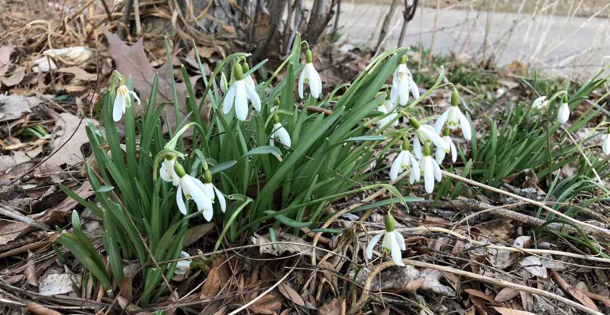Arizona Diamondbacks: February confidence poll