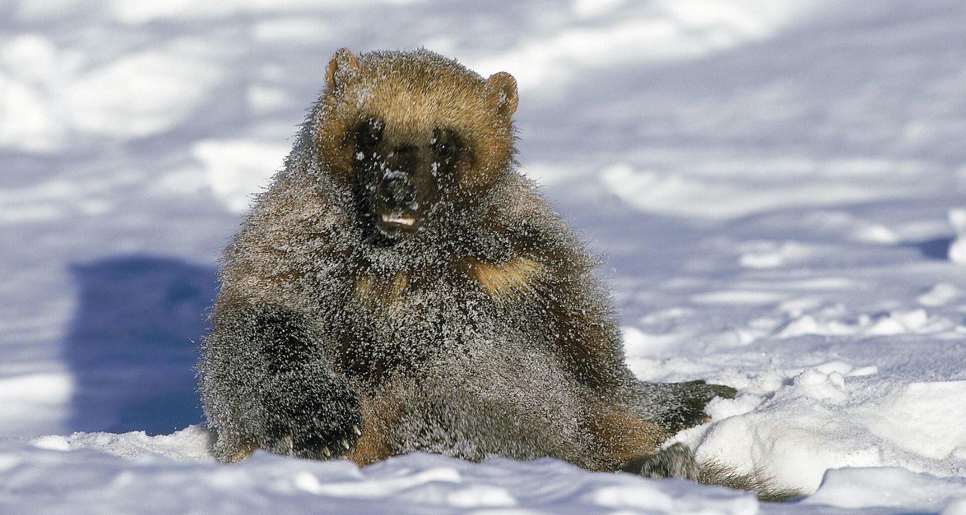 The Colorado Rockies may soon see wolverines roaming their slopes again after officials approved a plan to reintroduce them.