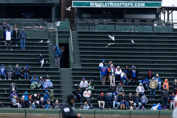 Chicago Cubs fans are swarmed by birds in the stands during the eighth inning of a game against the Los Angeles Angels at Wrigley Field in Chicago on Wednesday, April 1, 2026. (Josh Boland/Chicago Tribune)