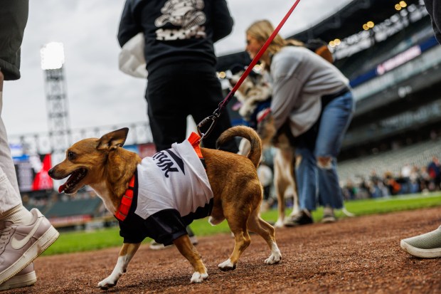 Dogs walk on the field during "Dog Day" before the White Sox play the Angels at Rate Field April 27, 2026, in Chicago. (Armando L. Sanchez/Chicago Tribune)