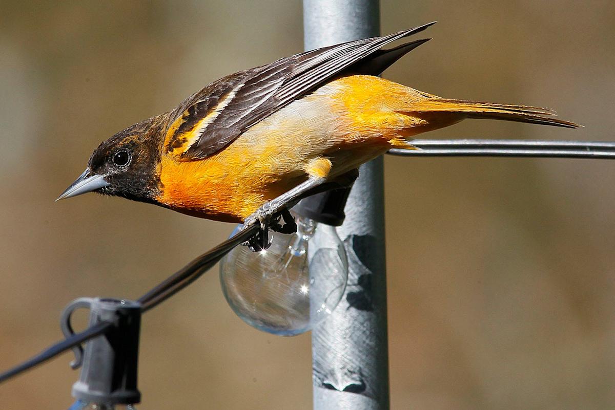 A Baltimore oriole perched on a feeder eats jelly. The birds are named after Lord Baltimore.