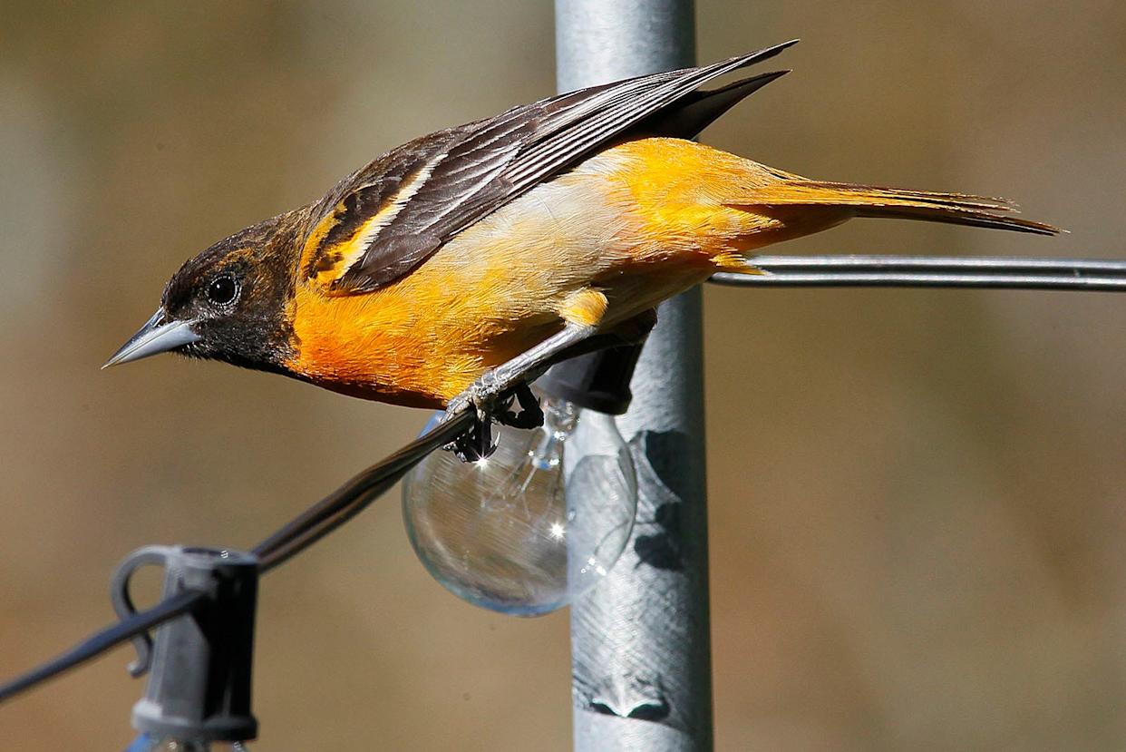 The female Baltimore oriole who weaves a basket nest high in the trees from string and long grass.Spending more time at home can be entertaining, all you need is birdseed and a little patients. These colorful birds are all daily visitors to a Marshfield feeder on Sunday May 9, 2021 Greg Derr/The Patriot Ledger