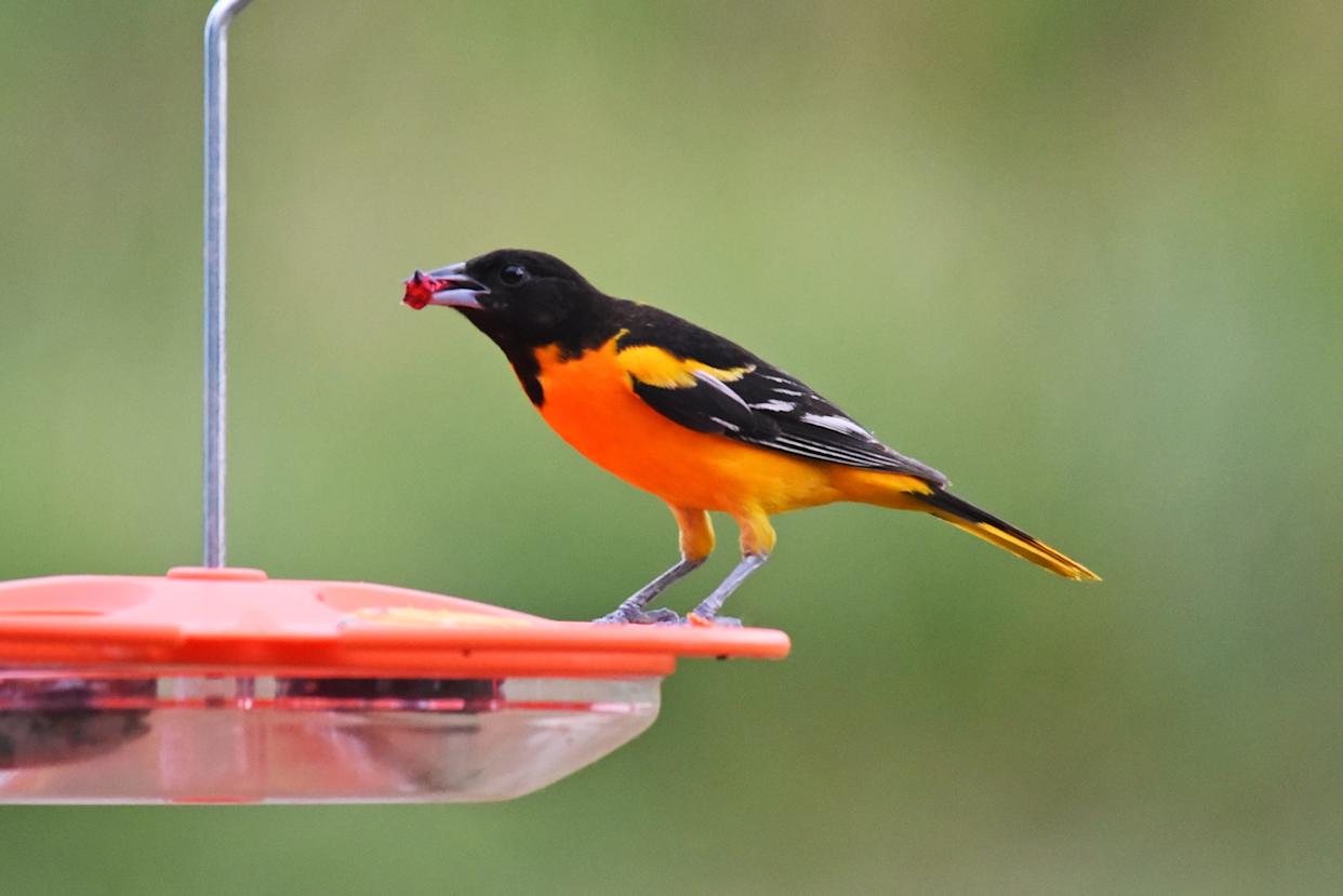 A Baltimore oriole perched on a feeder eats jelly. The birds are named after Lord Baltimore.