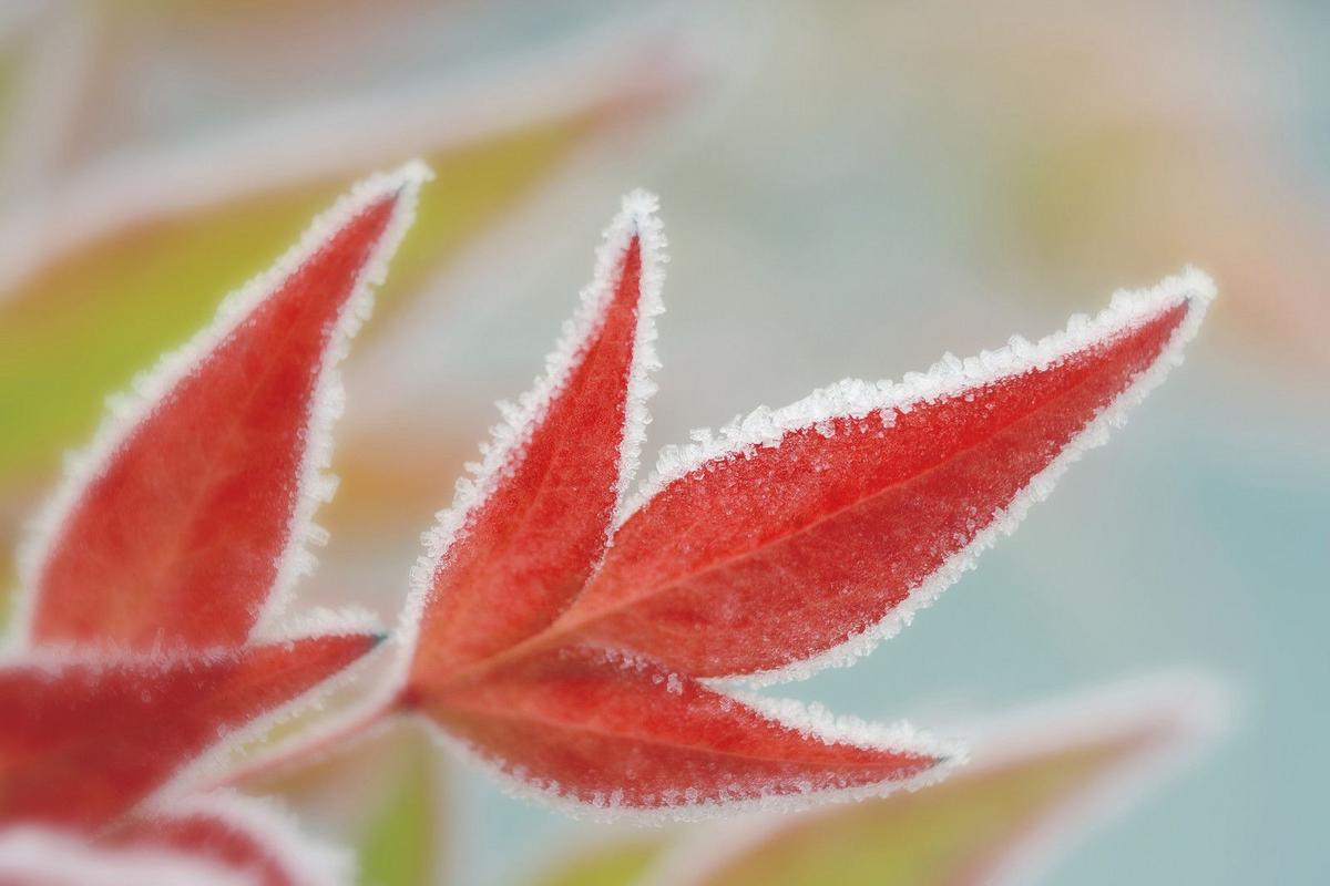 Freeze Warning Issued For Southern Minnesota This Weekend
