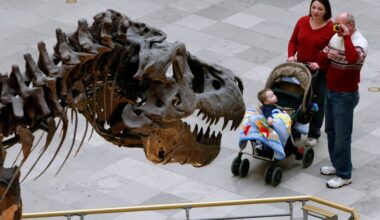 Today in Chicago History: Sue the T. rex debuts at Field Museum