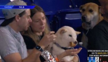 Disappointed dog who watched other dog eat hot dog during Marlins game lands VIP day at park - WSVN 7News | Miami News, Weather, Sports