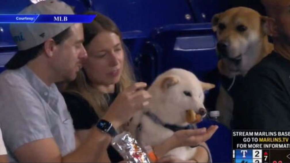 Disappointed dog who watched other dog eat hot dog during Marlins game lands VIP day at park - WSVN 7News | Miami News, Weather, Sports