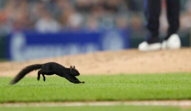 Squirrel! Elusive rodent captivates crowd at Comerica Park