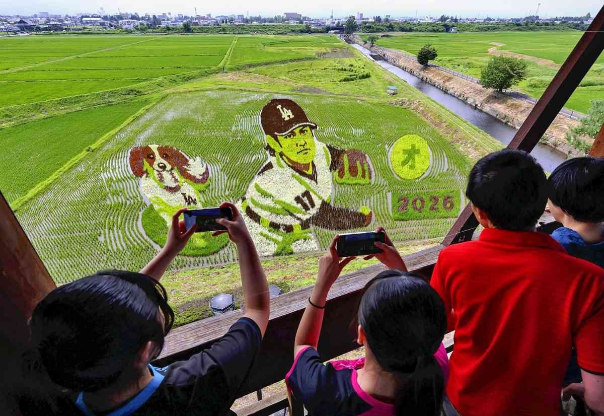 Japanese baseball star Shohei Ohtani celebrated in hometown rice field art