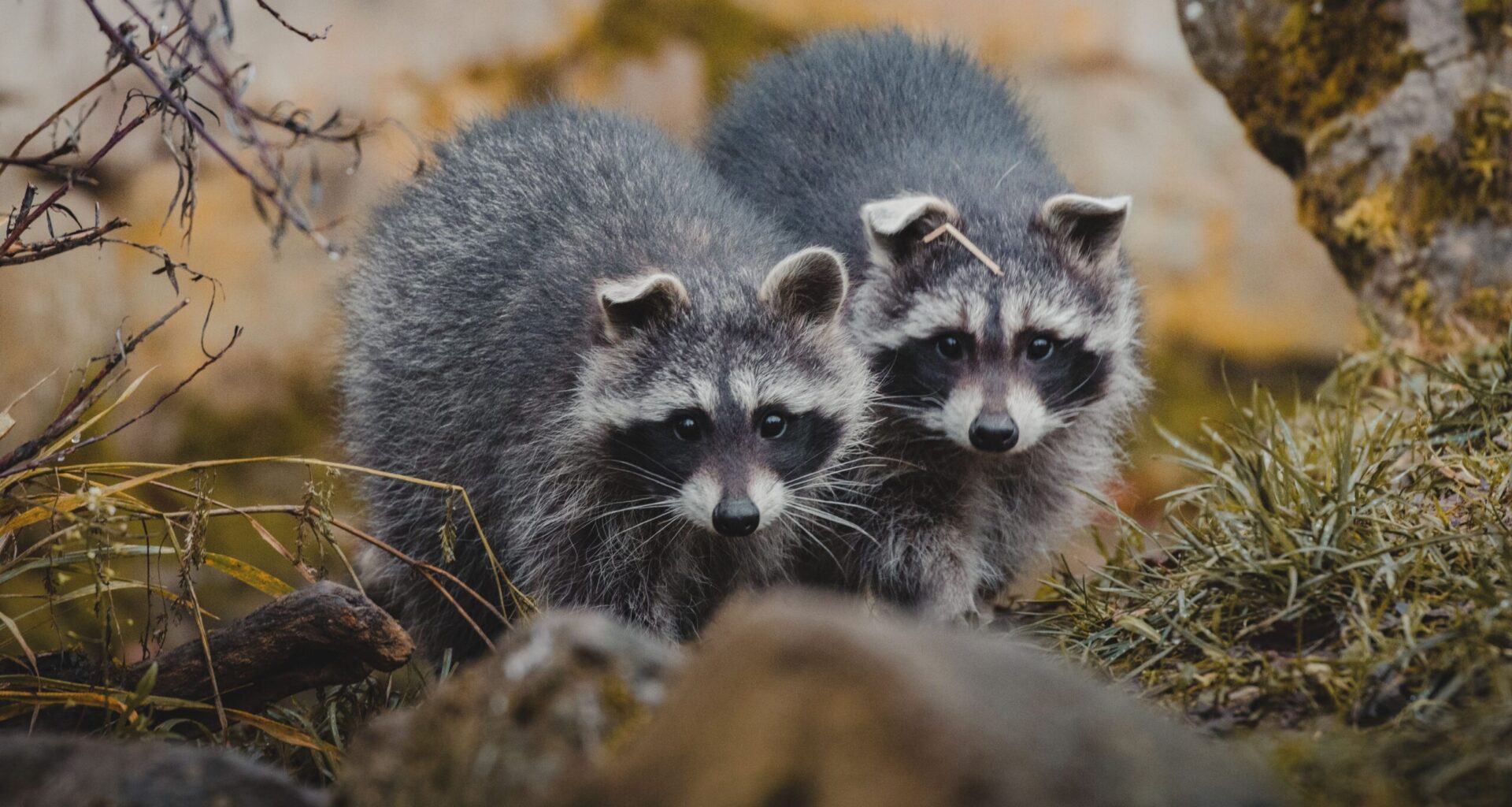 Two Baby Raccoons Crash Dodgers Vs. Rockies Game