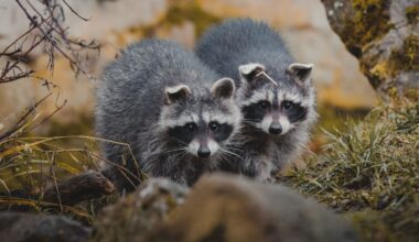 Two Baby Raccoons Crash Dodgers Vs. Rockies Game