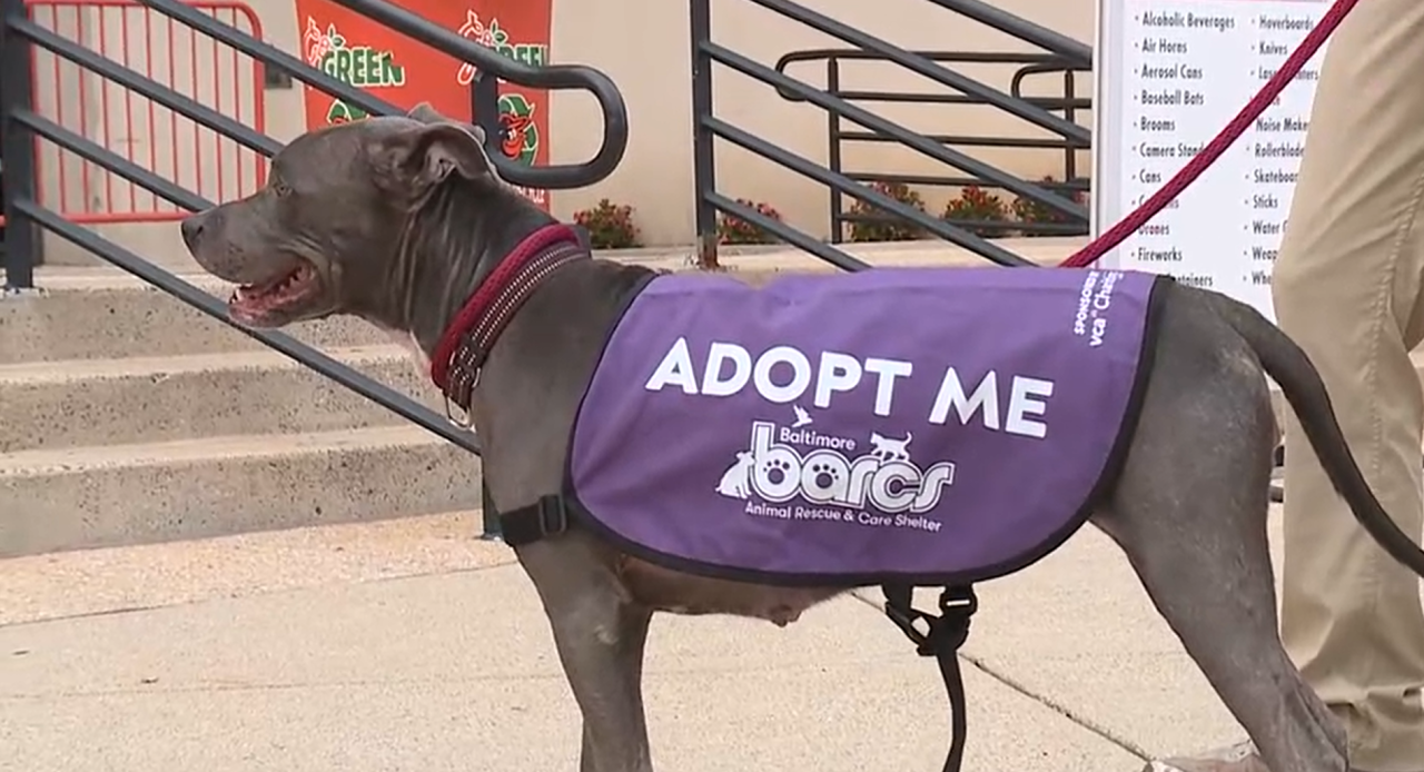 Barcs adopt me shelter dog animal rescue dog camden yards