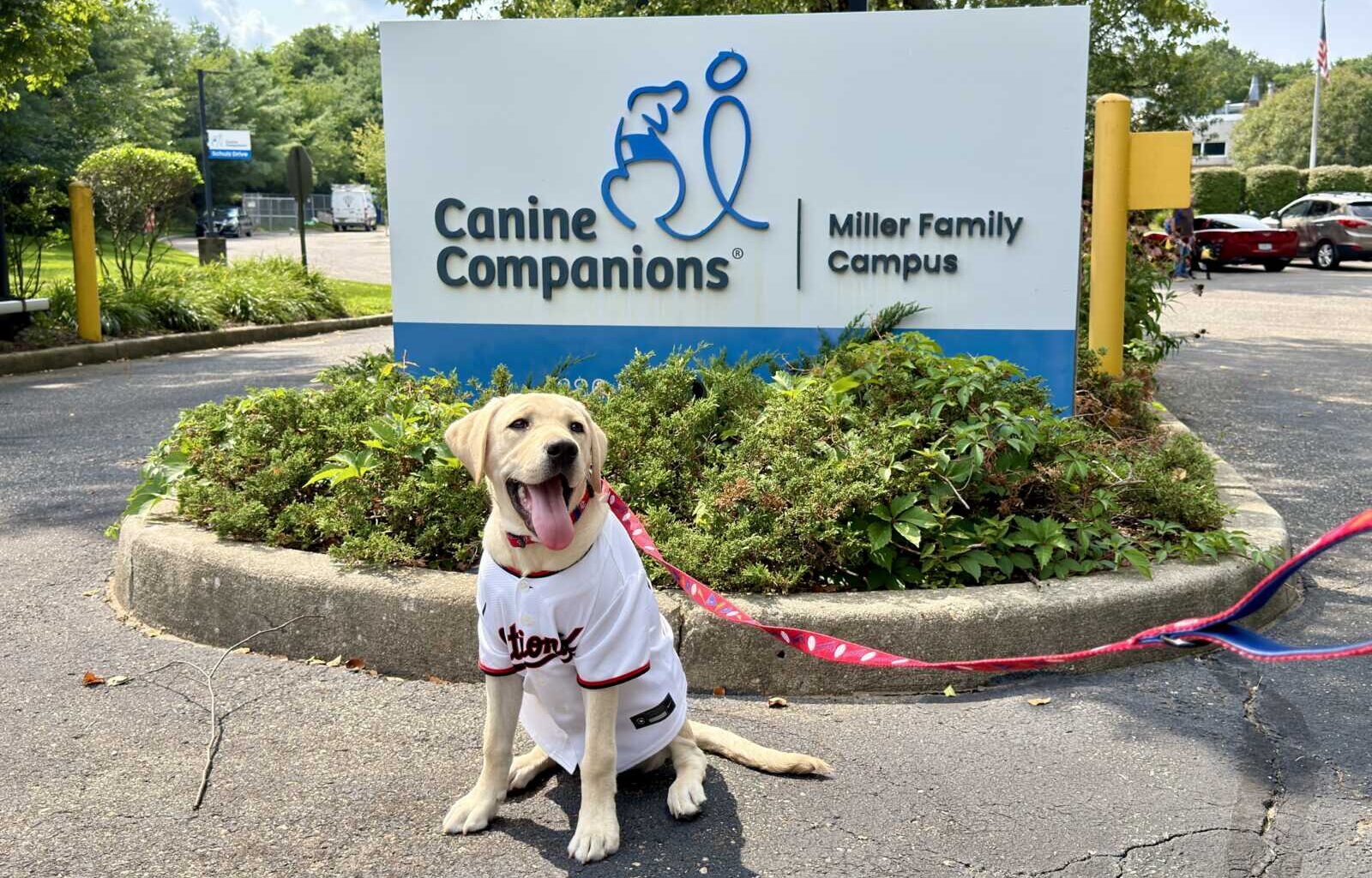 Yellow Labrador wearing a white jersey sits on the curb in front of a Canine Companions Miller Family Campus sign, with a pink leash trailing behind them.