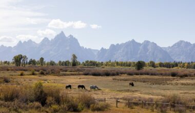 MLB responds to local letter: Grand Teton no longer potential game site