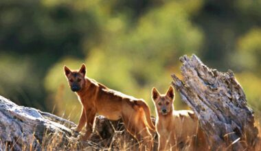 Wednesday Flakes Brings You Raiola’s New NIL Deal, NHL & NBA Playoffs, & Dingos