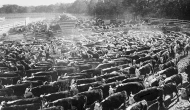 Wednesday Flakes Brings You Recruiting News, T-Wolves Sale, & Meatpacking