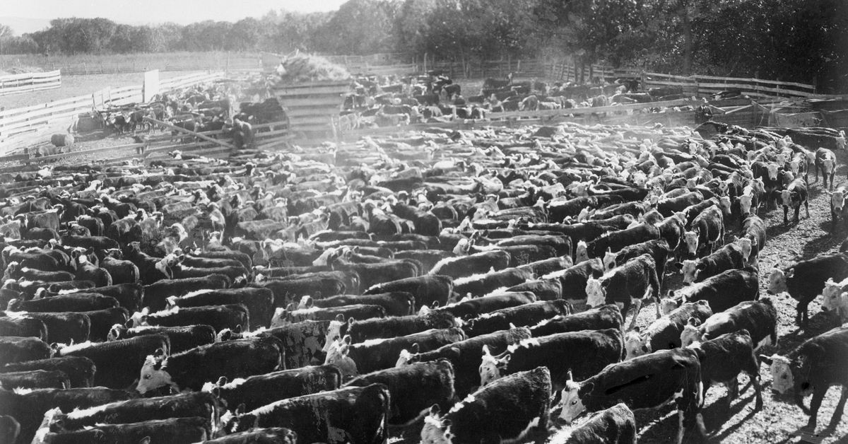 Wednesday Flakes Brings You Recruiting News, T-Wolves Sale, & Meatpacking