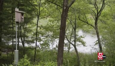 A former Boston Celtic’s dream home