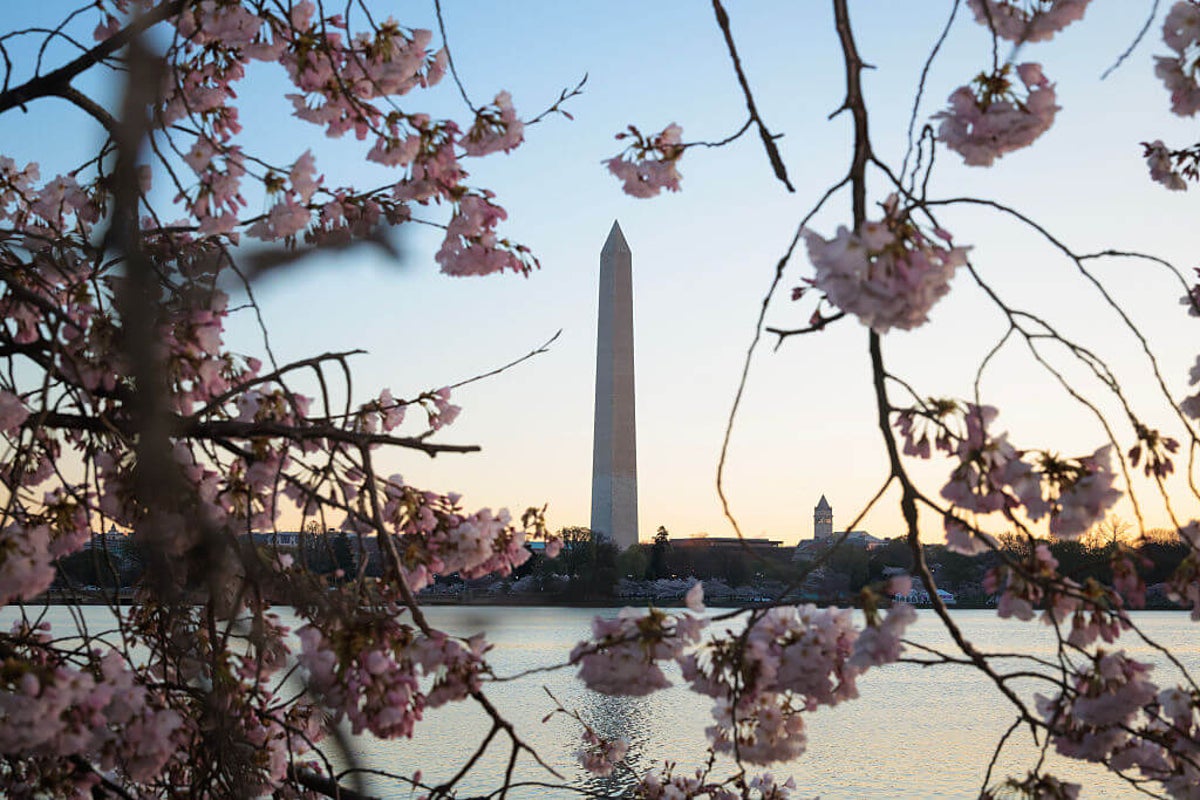 Cherry blossom jersey power rankings: Which D.C. team did it best?