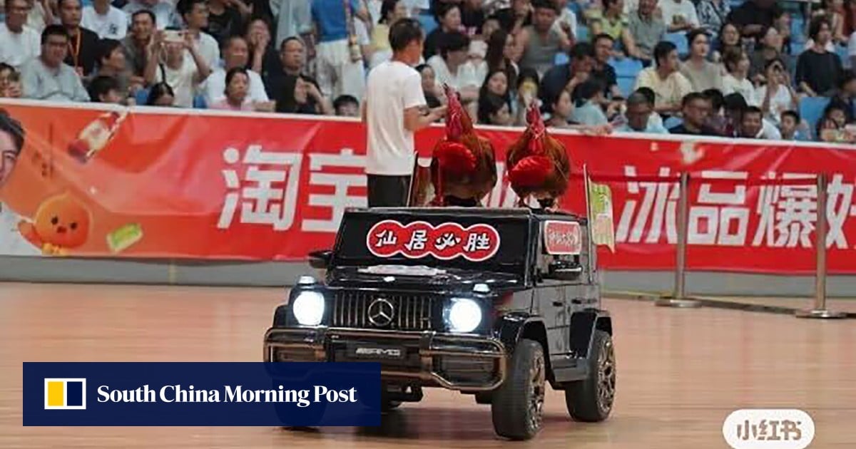 Passion, pride and live pigs: inside China’s booming local basketball league