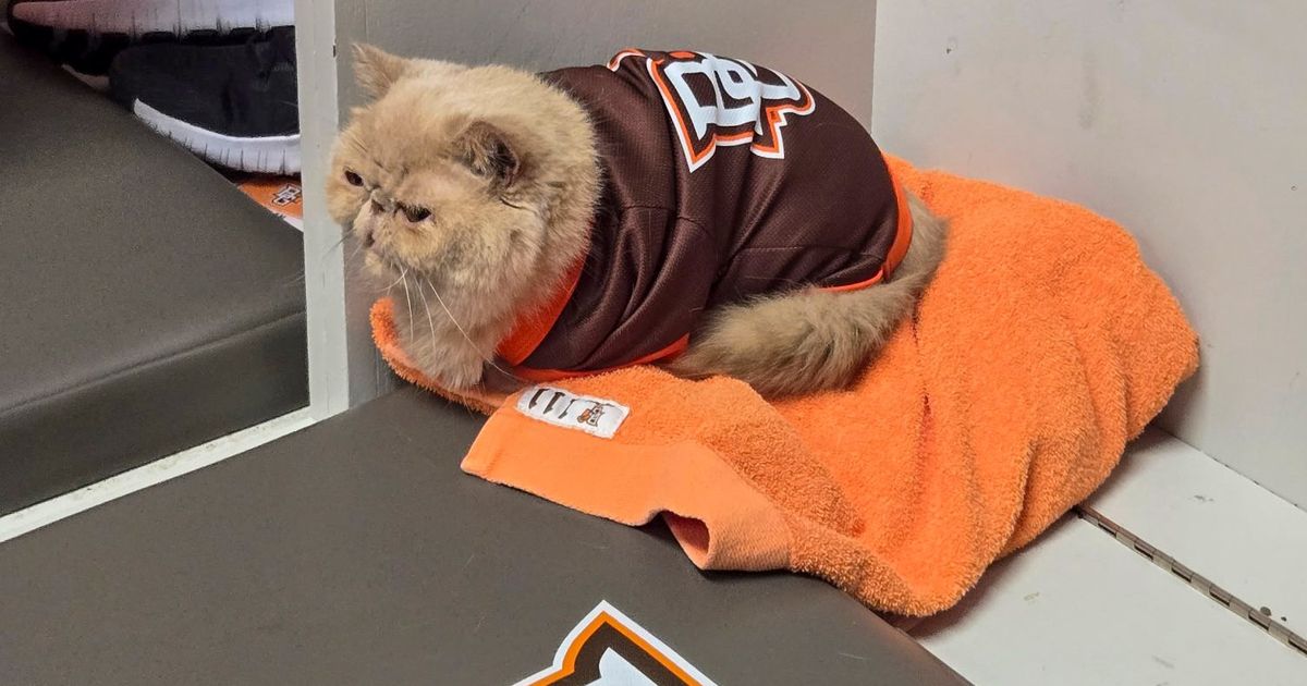How a cat named Pudge became a college football sensation