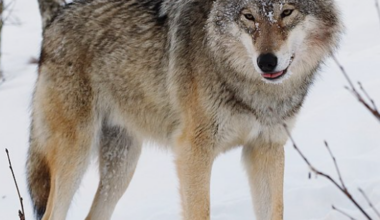 Wolves Win in New Orleans