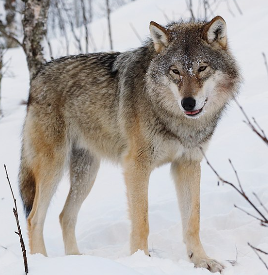 Wolves Win in New Orleans