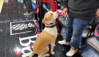 Rescue dog given special spotlight at Miami Heat vs. Utah Jazz game - WSVN 7News | Miami News, Weather, Sports